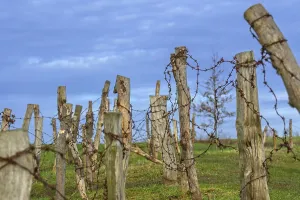 Reconstructed World War One trench wire obstacles showing barbed wire