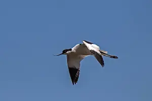 Recurvirostra avocetta, Avocet