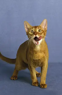 Red Abyssinian domestic cat licking its nose
