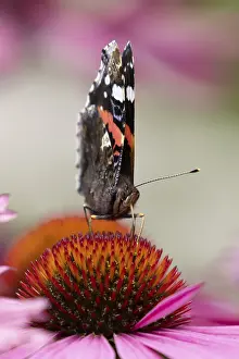 Framed Print : Red admiral butterfly (Vanessa atalanta) adult insect feeding on a garden purple Coneflower (Echinacea purpurea)