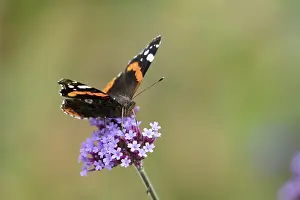 Framed Print : Red admiral butterfly (Vanessa atalanta) adult insect feeding on garden Verbena bonariensis flowers in summer