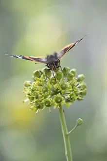 Red admiral butterfly (Vanessa atalanta) adult insect feeding on Ivy flowers in autumn