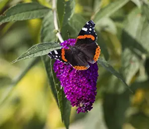 Red Admiral (Vanessa atalanta)