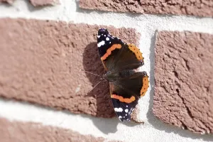 Red admiral (Vanessa atalanta)
