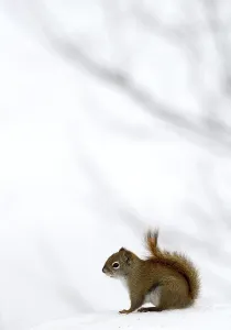 Red American red squirrel (Tamiasciurus hudsonicus) sitting on snow