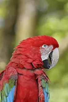 Red-and-green macaw (Ara chloroptera)