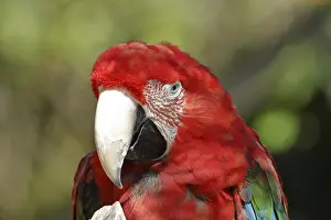 Red-and-green macaw (Ara chloroptera)