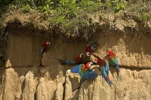 RED-AND-GREEN MACAW (ara chloroptera)