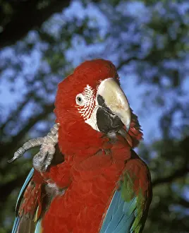 RED-AND-GREEN MACAW (ara chloroptera)