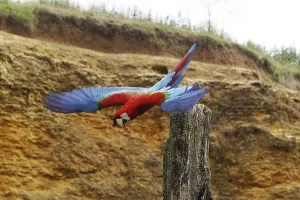 Red-and-Green Macaw (ara chloroptera)