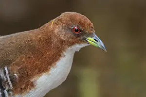 Red-and-white Crake (Laterallus leucopyrrhus) feeding in a marsh in the Atlantic rainforest of southeast Brazil