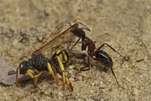 Red ant