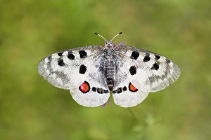 Red Apollo butterfly female, Eichstaett