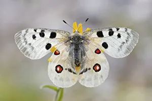 Red Apollo (parnassius apollo) with wings spread on flower