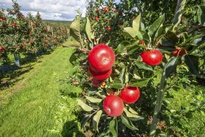 Red apples type Discovery in apple orchard in Rorum