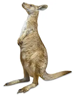 Red australian kangaroo, Macropus rufus