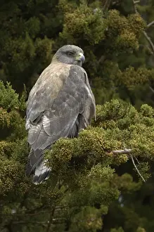 Red-backed Hawk (Buteo polyosoma)