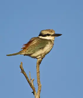 Red-backed Kingfisher (Todiramphus pyrrhopygius)