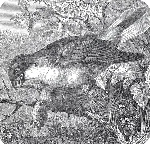 Red-backed Shrike (Lanius collurio)