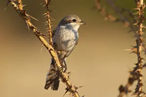 Red-backed shrike (Lanius collurio)