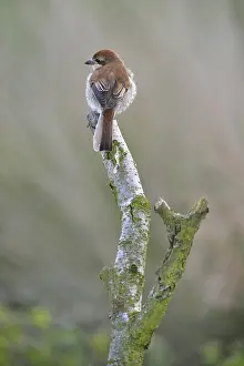 Red-backed Shrike (Lanius collurio)