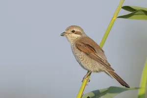 Red-backed shrike (Lanius collurio)