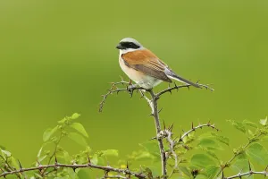 Red-backed shrike, Lanius collurio
