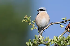 Red-backed shrike (Lanius collurio)