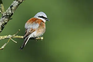 Red-backed shrike (Lanius collurio)