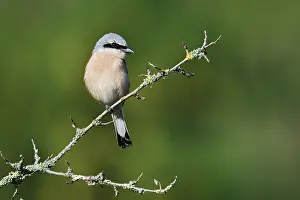 Red-backed shrike (Lanius collurio)