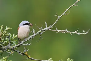 Red-backed shrike (Lanius collurio)