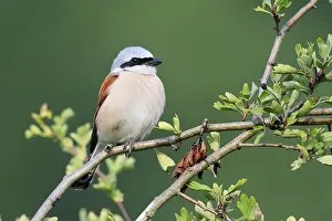 Red-backed shrike (Lanius collurio)