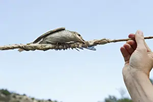 Red-backed Shrike (Lanius collurio)