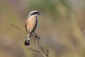 Red-backed Shrike (Lanius collurio) perched on a branch
