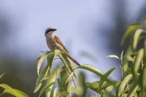 Red-backed Shrike is sitting on a branch