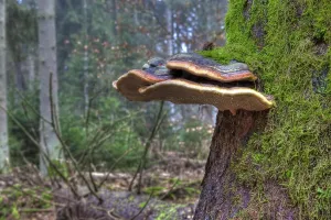 Red Banded Polypore (Fomitopsis pinicola) on a tree trunk