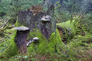 Red Banded Polypore (Fomitopsis pinicola) on a tree trunk