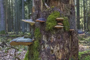 Red banded polypore (Fomitopsis pinicola) on a tree trunk