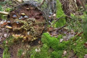 Red Banded Polypore (Fomitopsis pinicola) on a tree trunk