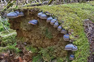 Red banded polypore (Fomitopsis pinicola) on a tree trunk