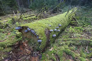 Red banded polypore (Fomitopsis pinicola) on a tree trunk