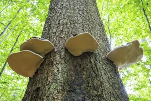 Red banded polypores (Fomitopsis pinicola)