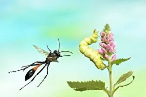 Red-banded sand wasp (Ammophila sabulosa)