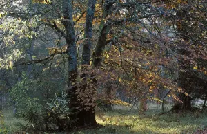 Red beech Bavaria Germany