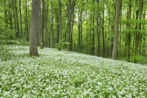 Red beech (Fagus sylvatica) forest with flowering ramsons (Allium ursinum)