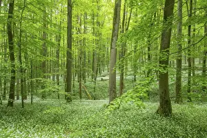 Red beech (Fagus sylvatica) forest with flowering ramsons (Allium ursinum)