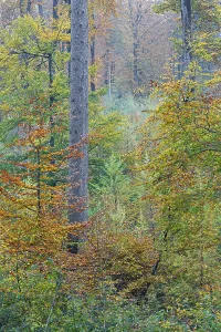Red beech forest in autumn, Common Beech forest in fall