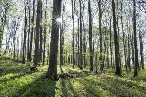 Red beech forest (Fagus sylvatica) in spring