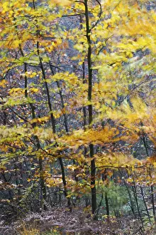 Red Beech on a stormy day in autumn