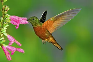 Red-bellied Hummingbird, chestnut-breasted coronet (Boissonneaua matthewsii)